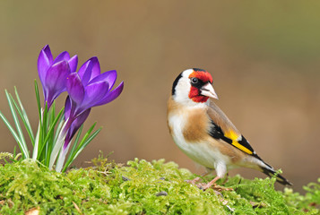 Goldfinch