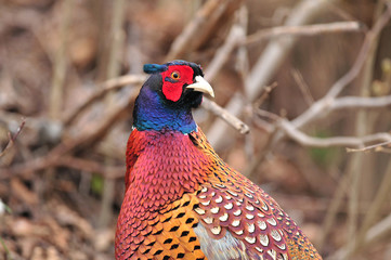 Wild pheasant
