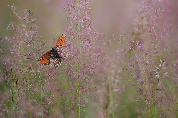 butterfly in the nature - obrazy, fototapety, plakaty