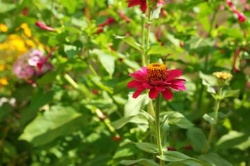 Fresh flowers over green grass background