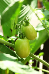 Green tomatoes in the garden