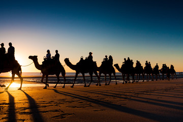 Camels in Cable Beach