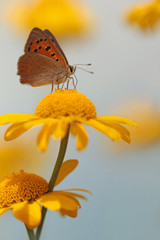 Garden flower with butterfly