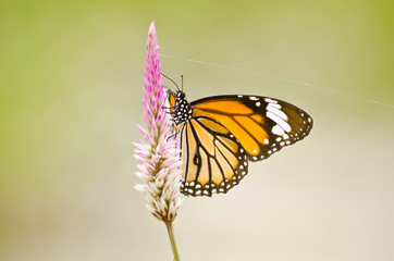 orange butterfly on flower