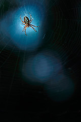 Spider by night 