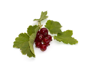 red currant, isolate