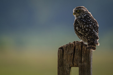 UK wild Sunny Llittle Owl