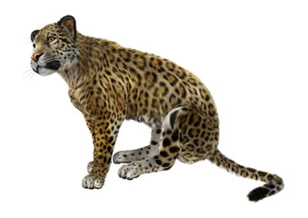Big Cat Jaguar