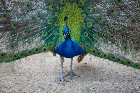 Beautiful peacock close up