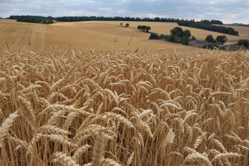 Champs de blé avec épis au premier plan