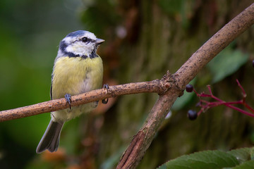 Blaumeise auf Holunderast