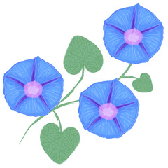 Branch of flower Ipomoea, morning glory. Vector illustration