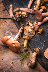 Mix of forest mushrooms