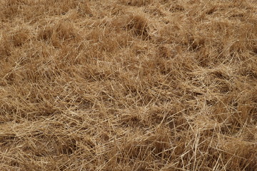 Champs de blé après la moisson
