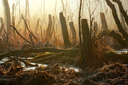 Forest and marsh
