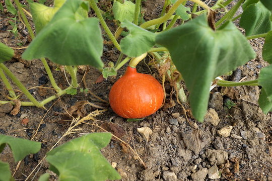 citrouille dans un jardin