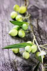 Green olive branch