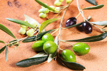 Green and black olive branch