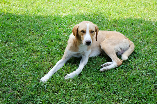 Stray dog lying on green grass
