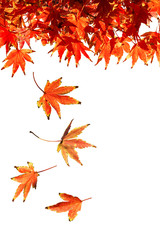 Autumn Leaf. Concept for Autumn Season