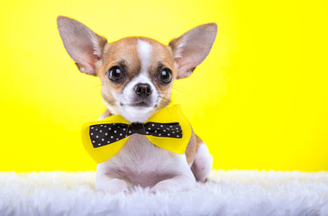 Beautiful chihuahua dog with bow-tie. Animal portrait. Chihuahua dog in stylish clothes. Yellow background. Colorful decorations. Collection of funny animals