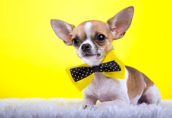 Beautiful chihuahua dog with bow-tie. Animal portrait. Chihuahua dog in stylish clothes. Yellow background. Colorful decorations. Collection of funny animals