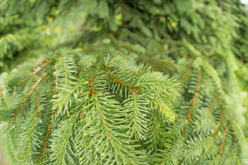 Tannenzweig mit Regentropfen