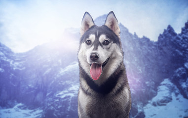 Beautiful siberian husky. Pedigree dog. Beautiful husky dog looking at the camera