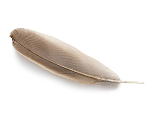 Feather isolated.