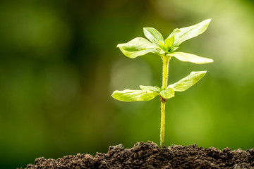 Young plant growing in soil on green bokeh background