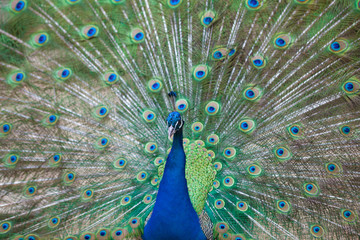 Obraz premium Portrait of beautiful peacock with feathers out