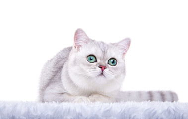 Beautiful stylish purebred british cat. Animal portrait. Purebred cat is lying. White background. Isolated
