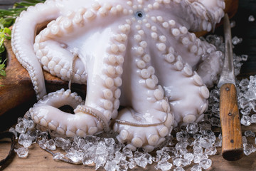 Octopus on ice