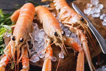 Langoustines on ice