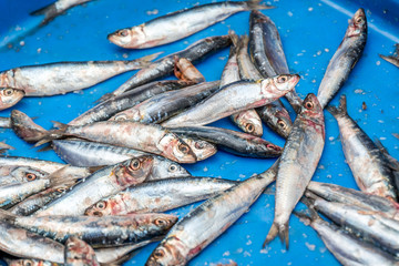 Obraz premium fish in the market