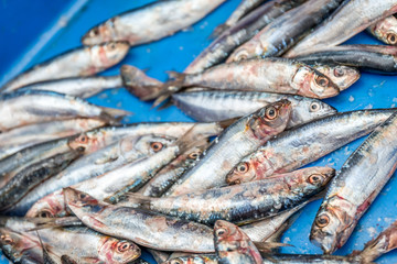 fish in the market