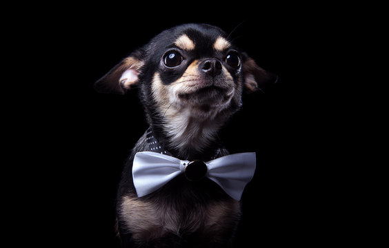 Beautiful chihuahua dog with bow-tie. Animal portrait. Chihuahua dog in stylish clothes. Black background. Colorful decorations. Collection of funny animals