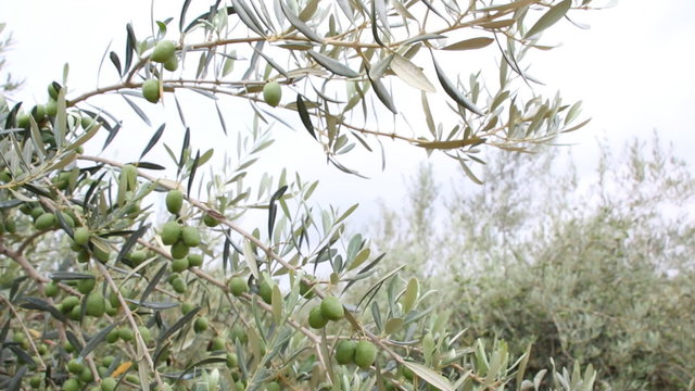 Olive Branch With Olives