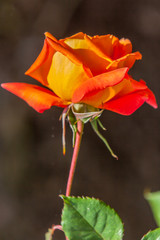 rose orange