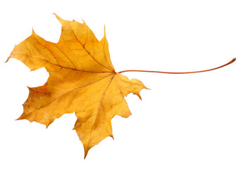 Fall leaf isolated on a white background