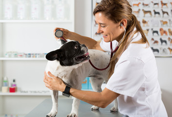 By listening to a dog Veterinary bulldog French - 90767833