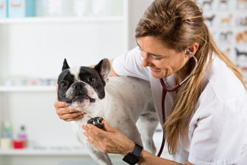 By listening to a dog Veterinary bulldog French