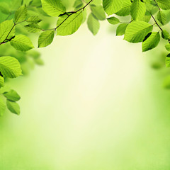 Green leaves spring and summer background