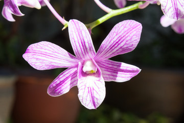 Orchid Flower