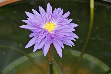 thai flower and flower texture