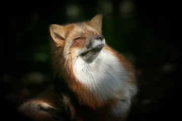 Renard roux