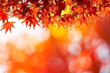 Naklejka na ściany i meble Autumn Leaf. Concept for Autumn Season