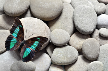 Naklejka na ściany i meble Butterfly and stones