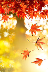 Autumn Leaf. Concept for Autumn Season