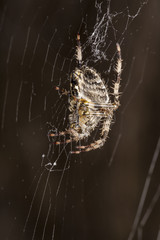 Garden Spider. Araneus diadematus.